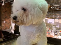 -more than meow吴止猫主题餐厅(承德 中船汇店)