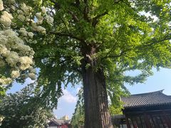 -常熟方塔园
