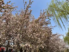 -海棠花溪(元大都城垣遗址公园)