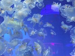 -左海海底世界