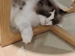 -藏猫猫咖啡主题馆(中央大道店)