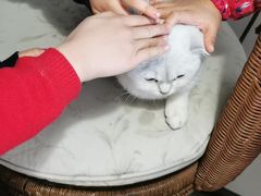 -平行世界·猫咖(首经贸店)