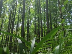 -山王坪喀斯特国家生态公园