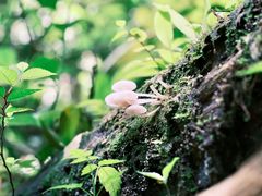 -西双版纳原始森林公园