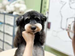 -鑫艺宠物美容培训学校