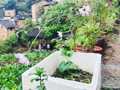 -阳产土楼