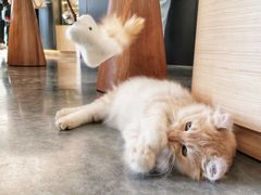 -瞄一喵猫咖(格力海岸店)