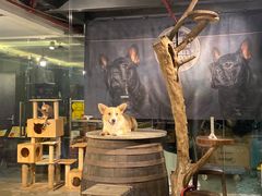 -more than meow吴止猫主题餐厅(承德 中船汇店)