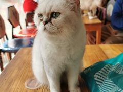 -猫小院猫主题咖啡厅(北锣店)