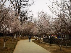 -桃花堤公园