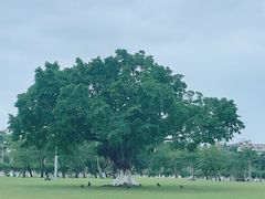 -万绿园