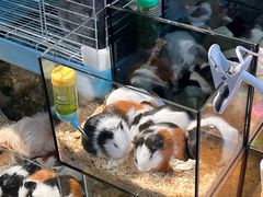 -青石桥花鸟鱼虫市场(叠翠城店)