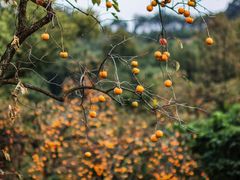 -如意山房柿子树下餐厅
