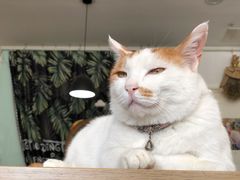 -平行世界·猫咖(首经贸店)