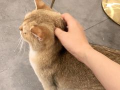 -飞行喵MR PILOT|猫舍·猫咖(静安大融城店)
