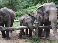 -Elephant Care & Grand Canyon Jumping