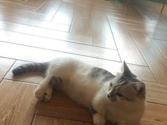 -遇见羊驼·奶狗咖·布偶猫咖·法斗柯基柴犬阿拉斯加(春熙路太古里IFS店)
