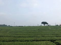 -雪绿茶博物馆