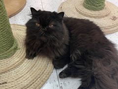 -喵园·猫主题咖啡厅·撸猫·猫咖(国贸店)