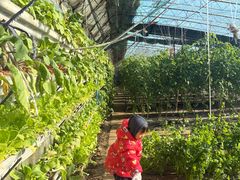 -大自然农场蔬菜草莓采摘园