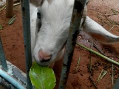 -广东茂名森林公园