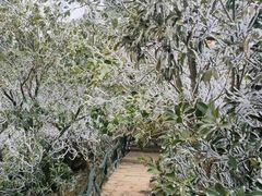 -梧桐山风景名胜区