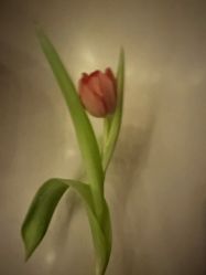 -北京俪婴妇产医院(朝阳大悦城店)