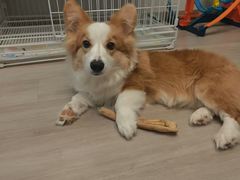 -翊宠yipet猫狗购宠庄园犬舍•猫舍