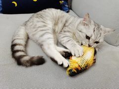 -翊宠yipet猫狗购宠庄园犬舍•猫舍