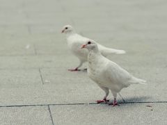 -重元寺香积厨素斋馆