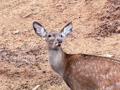-石家庄市动物园