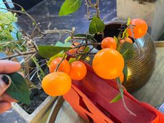 -了凡国风主题茶馆·咖啡(武侯祠锦里店)