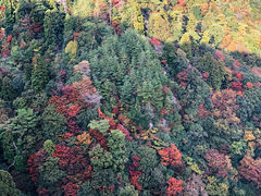 -神户市立六甲山牧场