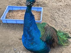 -前小桔亲子创意农场·草莓采摘·露营烧烤