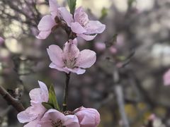 -桃花堤公园