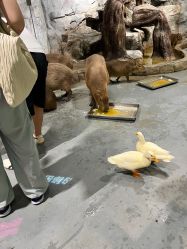 -Zoolung Zoolung动物主题公园(海信广场店)