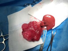 -菲尔斯特宠物医院