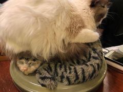 -猫色咖啡·猫咖