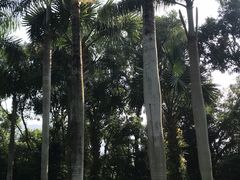 -深圳仙湖植物园