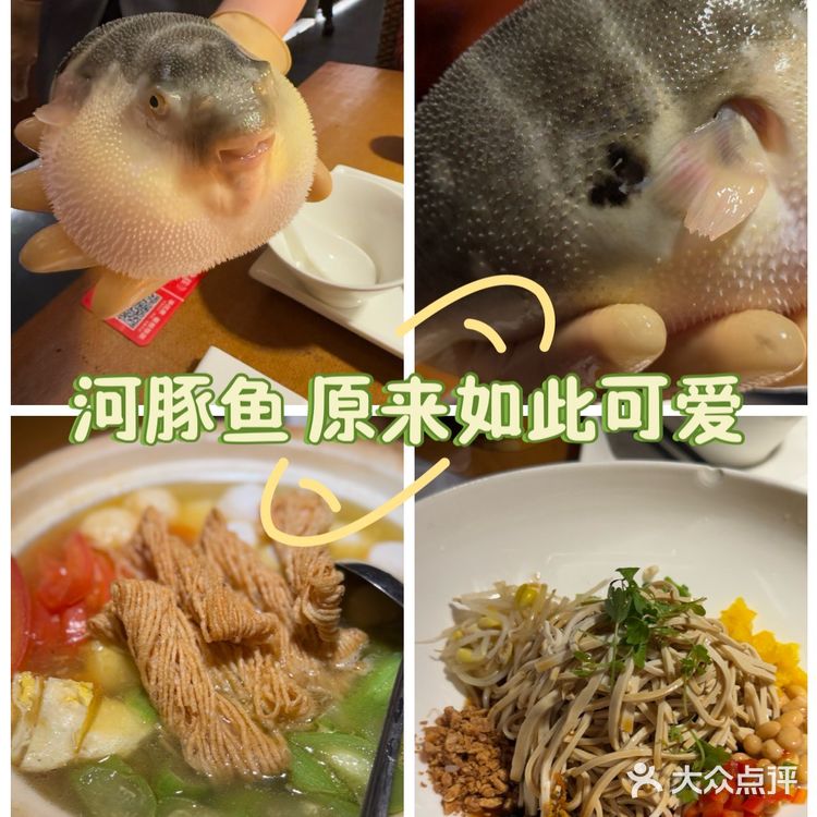 大爱河豚鱼