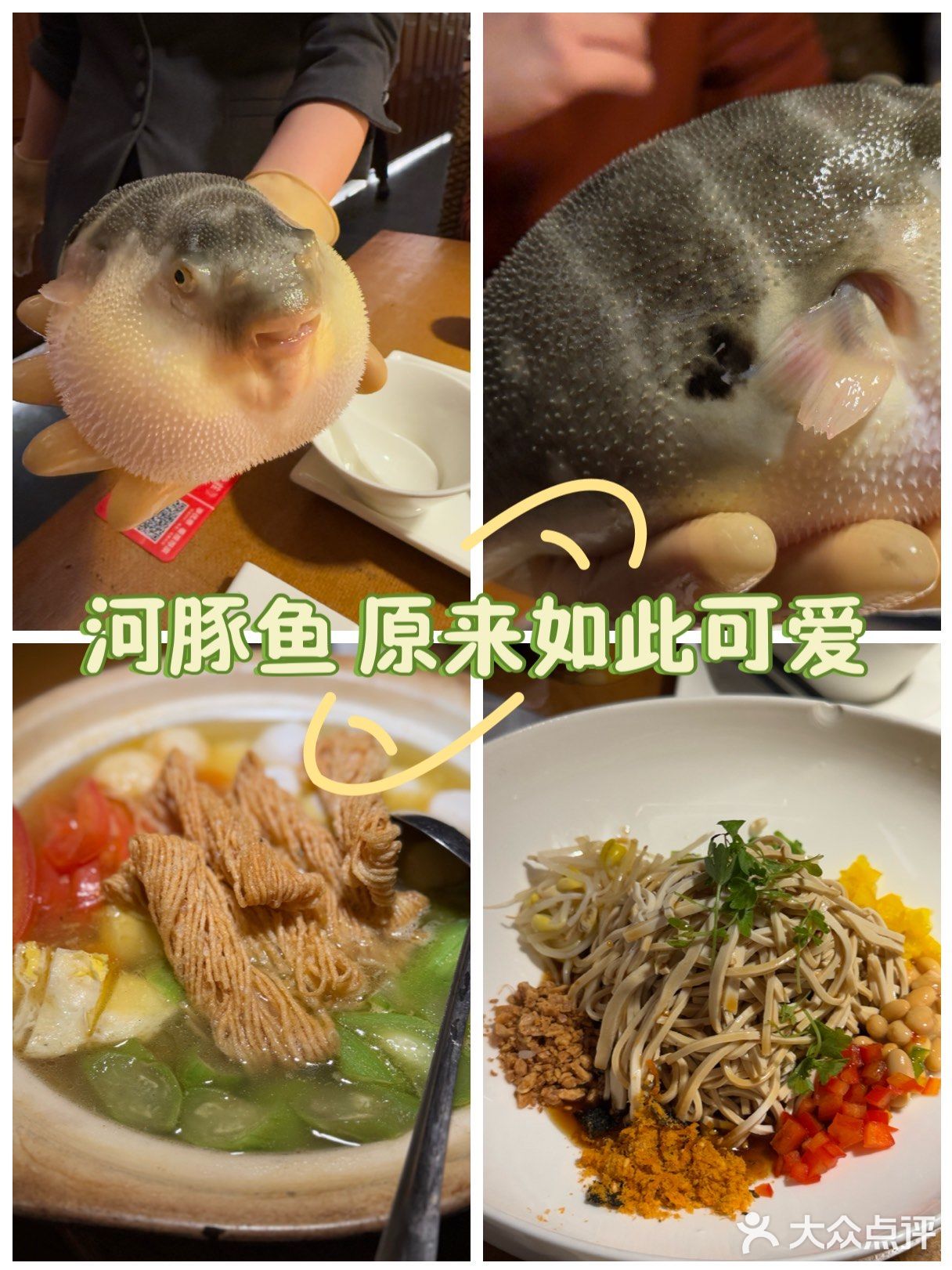 大爱河豚鱼
