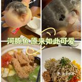 大爱河豚鱼