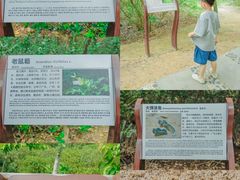 -大亚湾红树林城市湿地公园