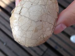 -金盆阿嬷香菇茶叶蛋(玄光店)