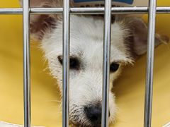 -贝康宠物医院·犬猫全科·小动物特色诊疗中心(东环路店)