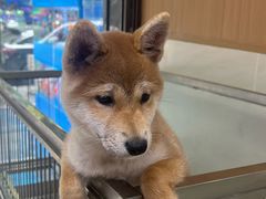 -青石桥花鸟鱼虫市场(叠翠城店)