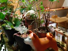 -柴务处·柴犬主题狗咖