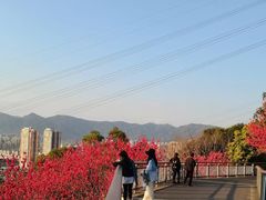 -金鸡山公园