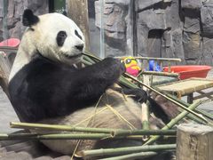 -栾川竹海野生动物园