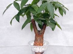-龙大花卉苗木市场